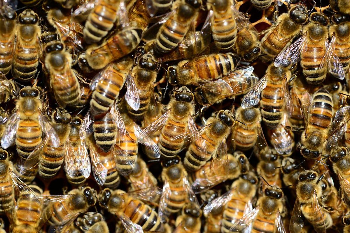 Bees on the comb — bee products used in apitherapy
