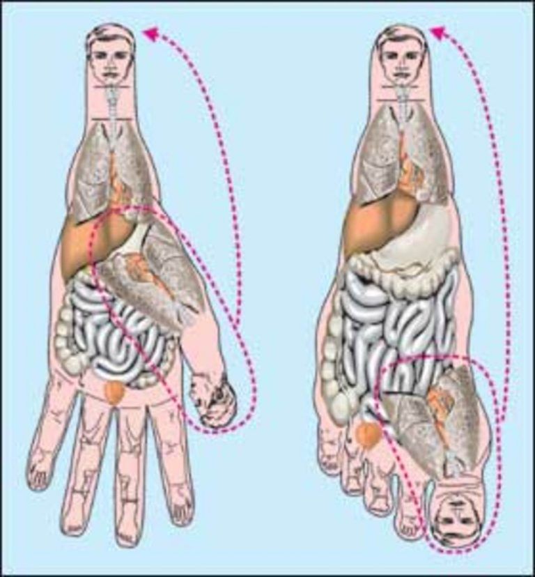 Body correspondence map on the hand — Sujok
